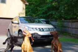 Nissan Murano - DMAKO