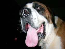 Nissan  - Jason Orchard