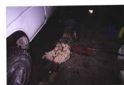 Nissan Pathfinder - ibstillaweiner