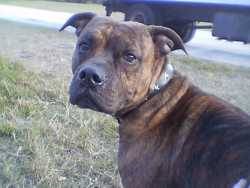 Nissan  - ibstillaweiner