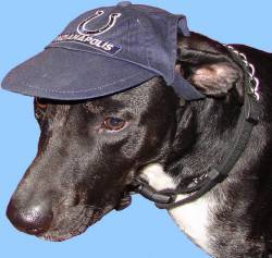 Nissan  - Go Colts!!!!!